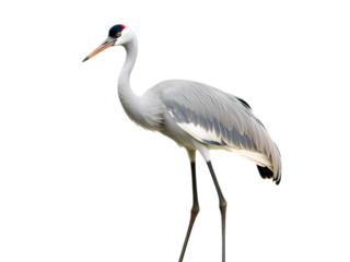 Majestic Crane Showcase