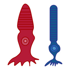Cone cell and rod cell 