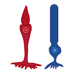 Cone cell and rod cell 