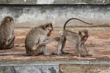 A macaque parent cares for its young - wildlife behavior observation in urban settings