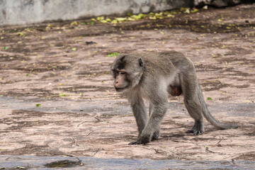 Dominant alpha male macaque patrolling urban streets - powerful primate asserting territory