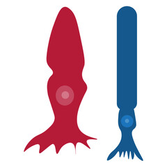 Cone cell and rod cell 