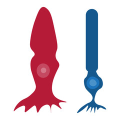 Cone cell and rod cell 