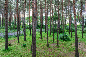 Small Forest Bathing Beach, Jingyuetan National Forest Park, Changchun, China