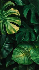 Green leaves with raindrops, abstract background with rainforest foliage texture.
