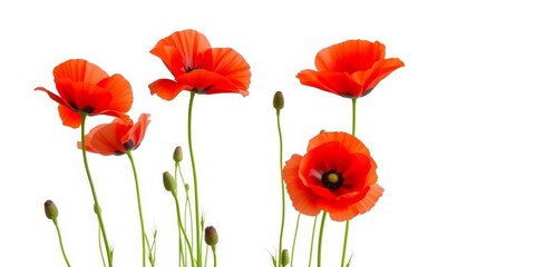 Vibrant red poppies isolated on pure white backdrop, image, floral
