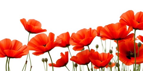Vibrant red poppy flowers, delicate petals, isolated on pure white background, white background, summer