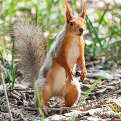 A full-length square portrait of a molting red squirrel standing on its hind legs in the spring grass and looking curiously at the camera.