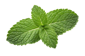 fresh mint leaves isolated PNG
