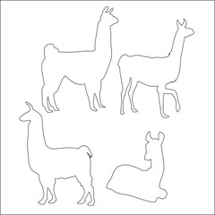 Fototapeta premium The alpaca is a domesticated species of South American camelid, closely related to the llama, vicuña, and guanaco.