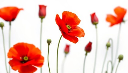 Single vibrant red poppy blossom isolated on pure white background, romantic, blossom