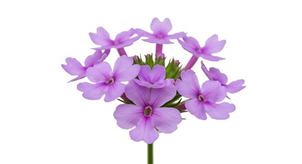 Obraz premium Lavender's Whisper AI Generated