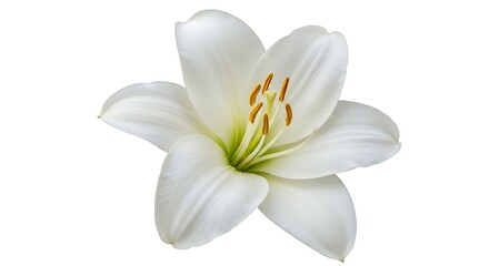 Fototapeta premium Whisper of White AI Generated