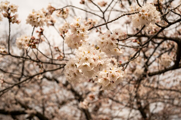 桜の花　春景色　松本城公園