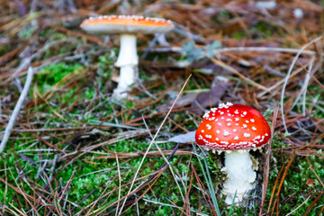 fly agaric mushrooms on mossy bank 3