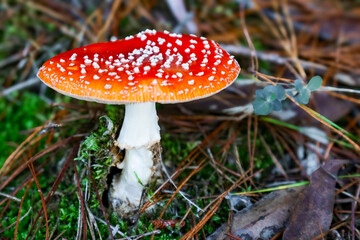 fly agaric mushroom on mossy bank