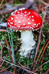 fly agaric mushrooms on mossy bank