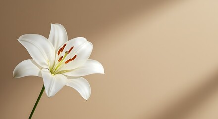 Obraz premium Sunlit Lily's Whisper AI Generated