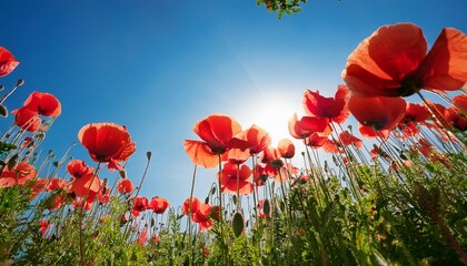 Obraz premium poppy flowers blossom in garden, bottom view, in bright day