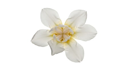 Fototapeta premium White Bloom's Embrace AI Generated