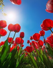 Fototapeta premium red tulip flowers blossom in garden