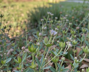 A lush patch of budding plants features green foliage and delicate flower buds in a serene outdoor setting.