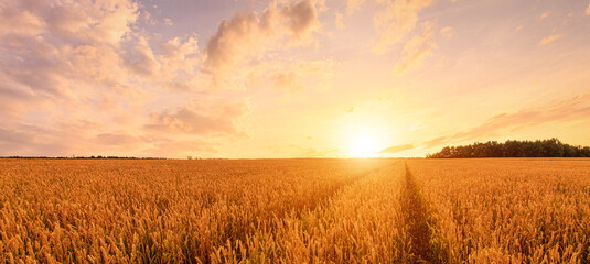 Golden wheat field under sunset sky creates a serene agricultural landscape scene and symbolizes harvest season and rural beauty for background, wallpaper. © Eugene_Photo