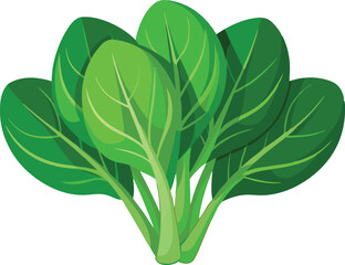  Fresh Spinach Leaves vector illustration 