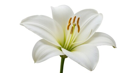 Obraz premium White Lily's Embrace AI Generated