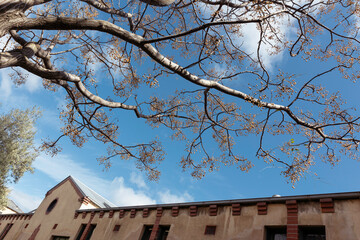tree branches against blue sky, old vintage church building, sunny spring day