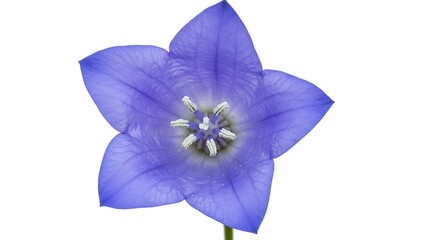 Azure Bloom's Heart AI Generated