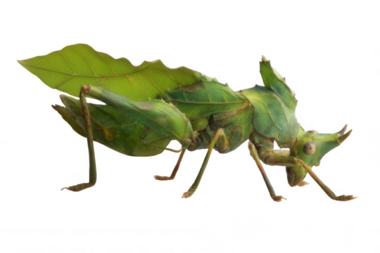 Photorealistic Leaf Insect Blending Like a Leaf Transparent Background