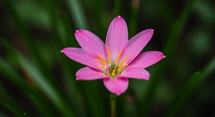 Pink Whisper in the Green AI Generated