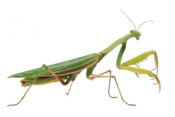 Realistic Green Praying Mantis in Defensive Pose Transparent Background