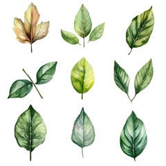 Fototapeta premium A vibrant collection of watercolor leaves showcasing diverse shapes and colors against a clean transparent background, perfect for natureinspired art, beef on leaves top view isolated on transparent