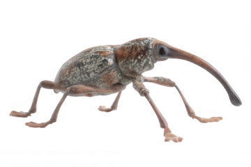 Realistic Weevil with Long Snout Photorealistic Transparent Background