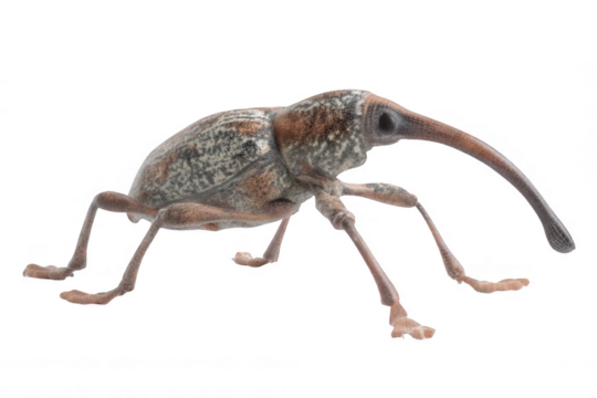 Realistic Weevil with Long Snout Photorealistic Transparent Background