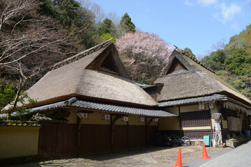 春の嵯峨野　茅葺屋根の民家　京都市右京区嵯峨