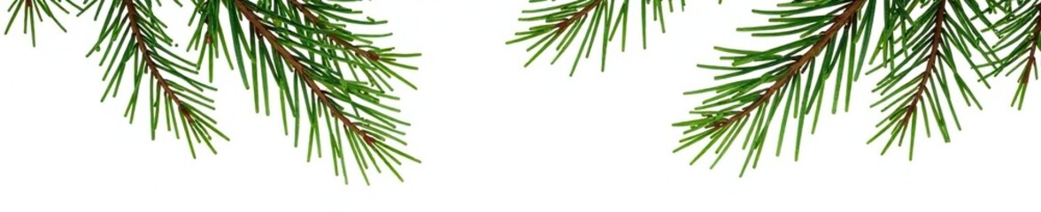 Fototapeta premium Branches of a coniferous tree against white background, conifer, isolated