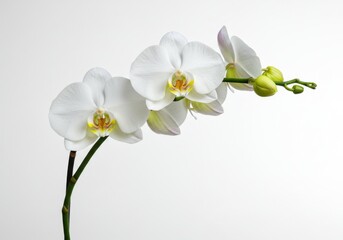 A close up of a white orchid flower with a yellow center on a white background in a studio setting