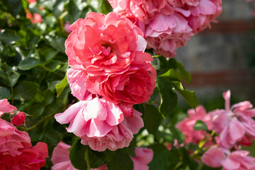 Delicate pastel roses close-up top view full frame. Fragrant bush of pink roses. Natural floral background. Birthday card, wedding, Valentine's Day, Mother's Day. Soft focus, space copy texture petals