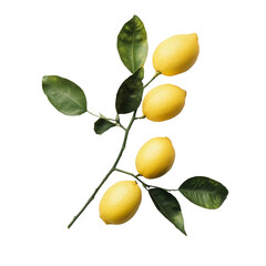 Fresh lemons and green leaves arranged on a transparent background for a vibrant natural look, Branch with Fresh Lemons on transparent background