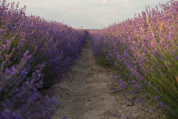 Obraz premium Lavender field rows. Authentic summer floral background. Lavender fields in close-up in the warm sunset light. Rural Provence, cultivation of fragrant lavender bushes for cosmetics. Summer landscape