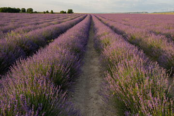 Fototapeta premium Lavender field rows. Authentic summer floral background. Lavender fields in close-up in the warm sunset light. Rural Provence, cultivation of fragrant lavender bushes for cosmetics. Summer landscape