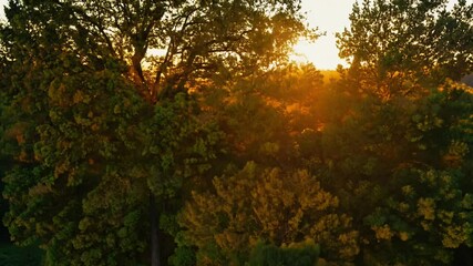 Tilt video to expose clusters of vibrant holm oak trees dominating a tranquil forest, setting sun casts a warm, golden glow across the textured bark