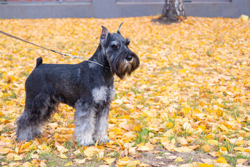 Schnauzer dog with leash standing on yellow autumn leaves in park, natural light, outdoor pet...
