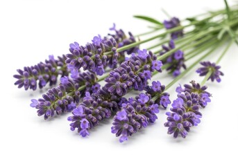 Close up view of several sprigs of purple lavender flowers lying on a white surface in a studio shot