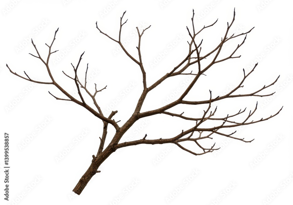 Poster a branch with many smaller branches extending outward against a stark white background in winter tim