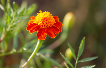 A single orange flower with green leaves
