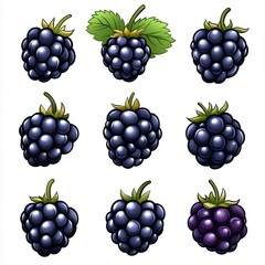 Nine Detailed Black Berry Illustrations Variations